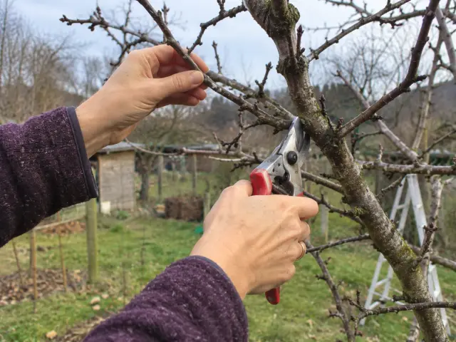 Obstbaumschnitt
